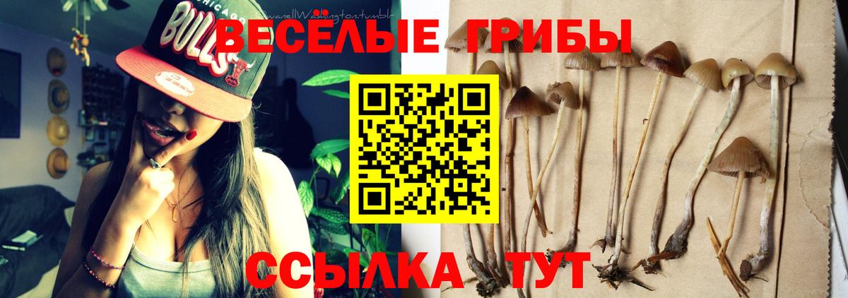 Псилоцибиновые грибы мицелий Киселёвск